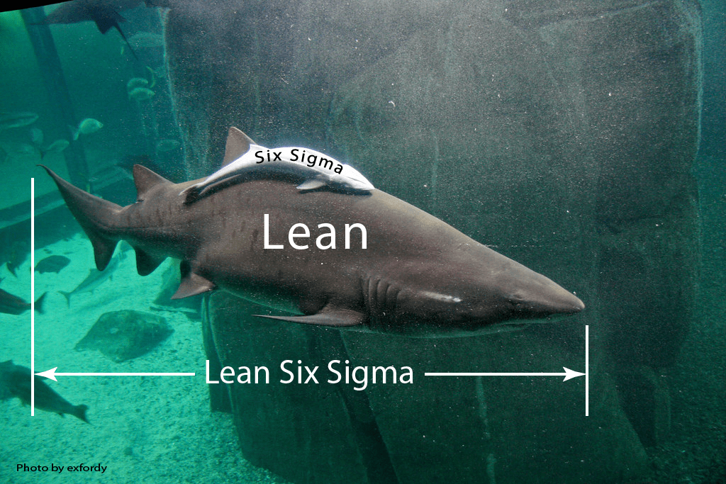 Lean Six Sigma Shark